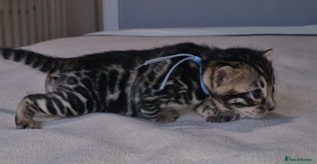 Bengal cats for sale: Pedigree Health Tested TICA Bengal Kittens - Image 10