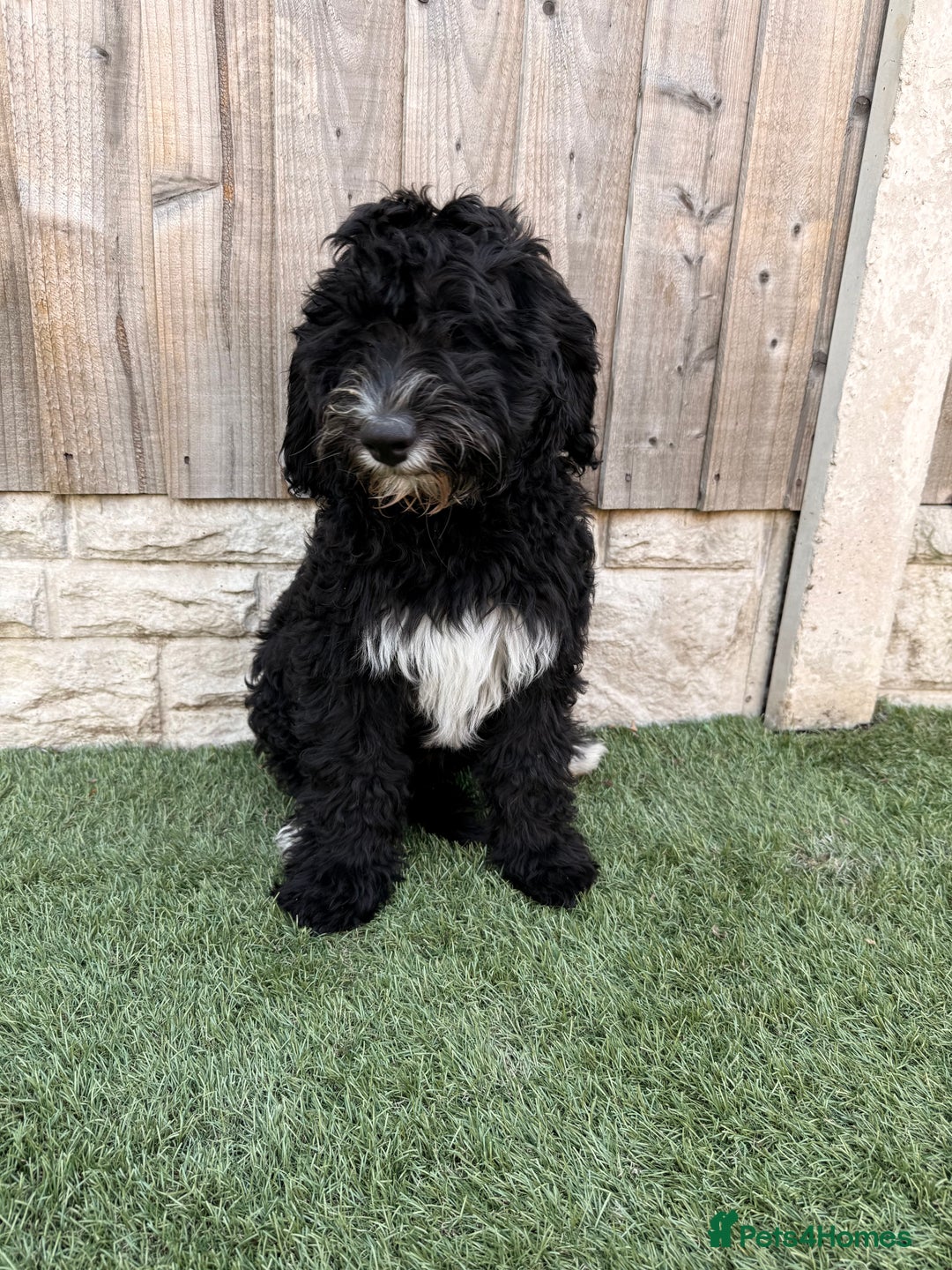 Sheepadoodle dogs for sale: F1 Sheepadoodle  in Doncaster - Image 29