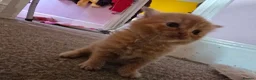Mixed Breed cats for sale: Mixed Breed / Half Ragdoll Kittens for Sale in Weston-super-Mare - Advert 10