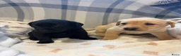 Labrador Retriever dogs for sale: Labrador Puppies  - Advert 5