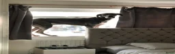 Great Dane dogs for sale: Great Dane Looking For Loving New Home - Advert 4