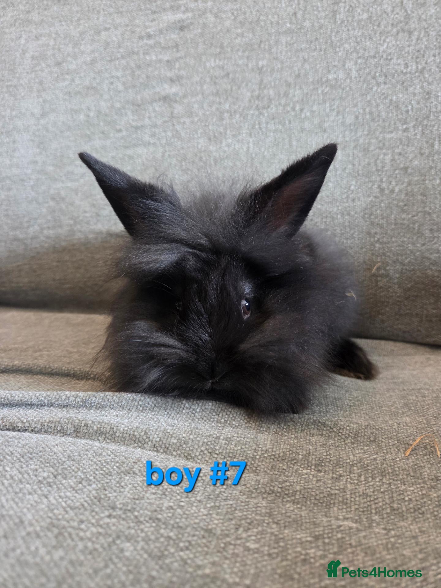 Lionhead rabbits Lion head babies very fluffy & tame ☆READY NOW - Advert 2
