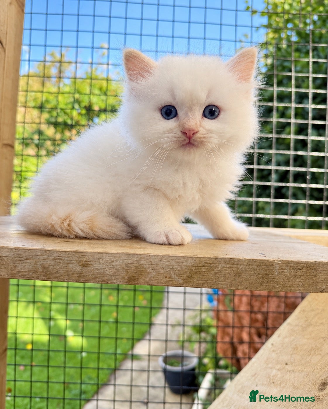 Ragdoll cats Rare Flame Lynx Ragdoll Kittens excellent Quality  - Advert 14