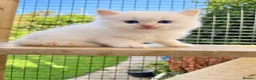 Ragdoll cats for sale: Rare Flame Lynx Ragdoll Kittens excellent Quality  - Advert 1