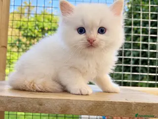 Ragdoll cats Rare Flame Lynx Ragdoll Kittens excellent Quality - Advert 14