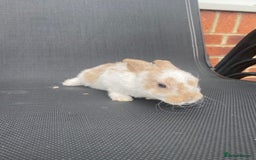 French Lop rabbits for sale: Baby lops  - Image 16