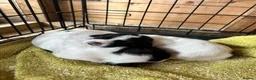 Mixed Breed dogs for sale: 2 jack spaniel pups  in Perth - Advert 2