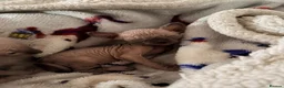 Sphynx cats for sale: All girls Sphynx kittens - Advert 14
