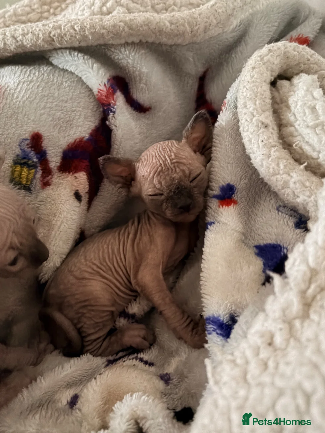 Sphynx cats for sale: All girls Sphynx kittens - Advert 14