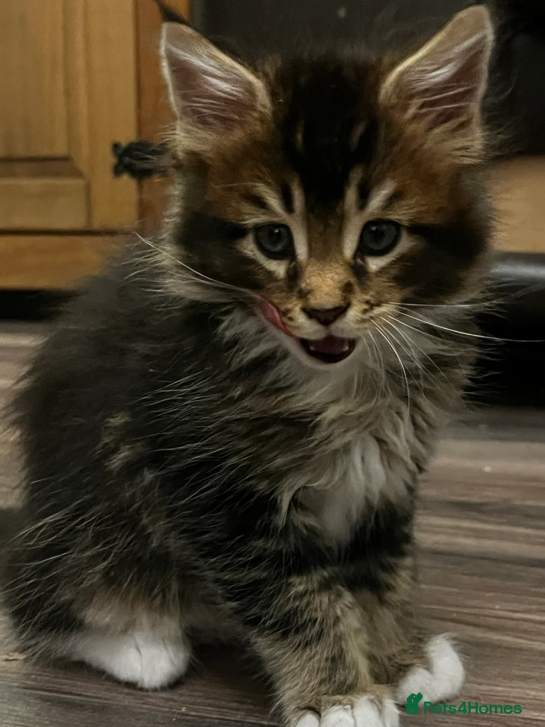 Maine Coon cats for sale:  Pedigree Maine Coon kittens - Advert 25