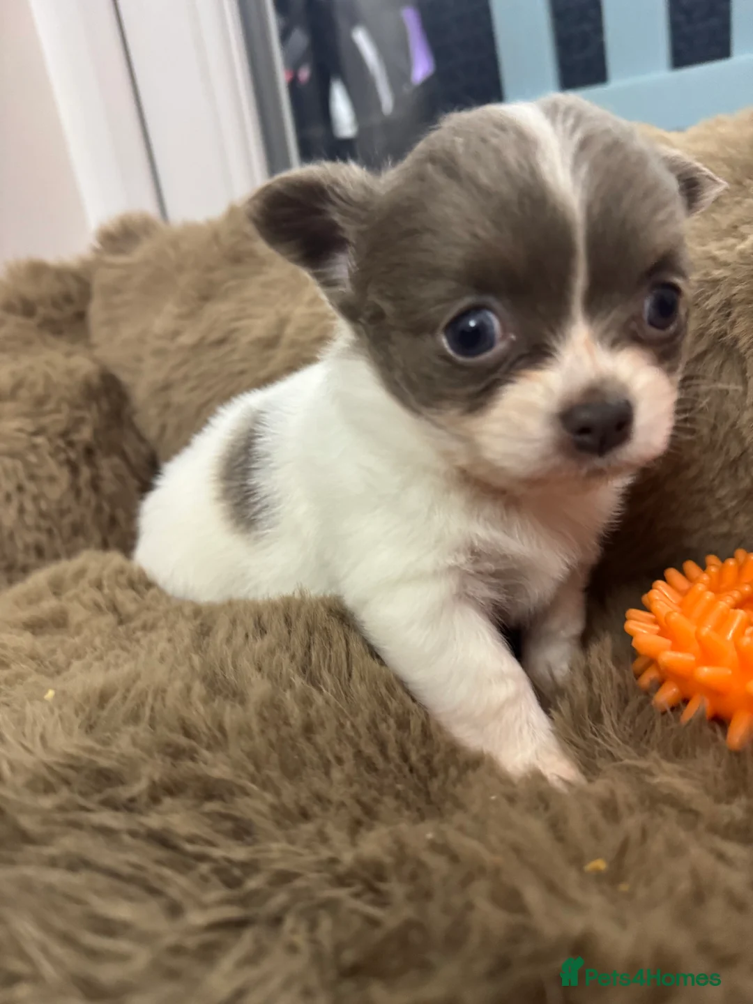 Chihuahua dogs for sale: Stunning Long Haired Chihuahuas - Advert 4
