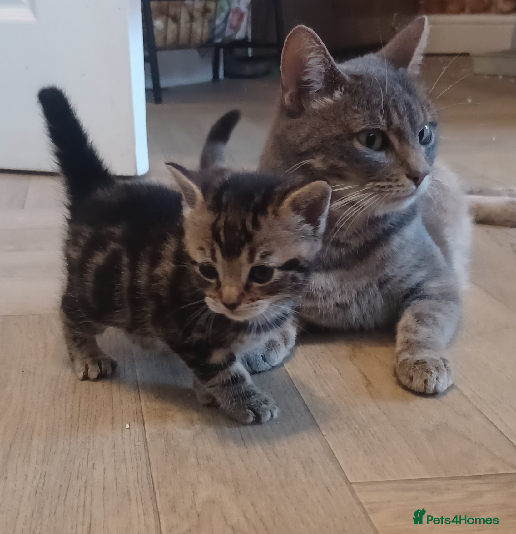 Bengal cats Gorgeous litter of half bengal babies - Advert 8