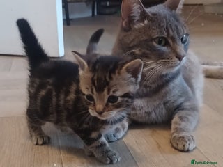 Bengal cats Gorgeous litter of half bengal babies - Advert 3