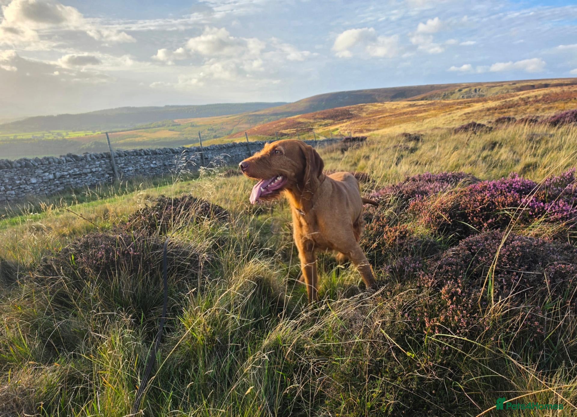 Hungarian Vizsla dogs Wirehaired Vizsla import at stud  - Advert 2