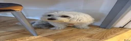 Bichon Frise dogs for sale: Meet our two little bundles of joy! - Advert 1