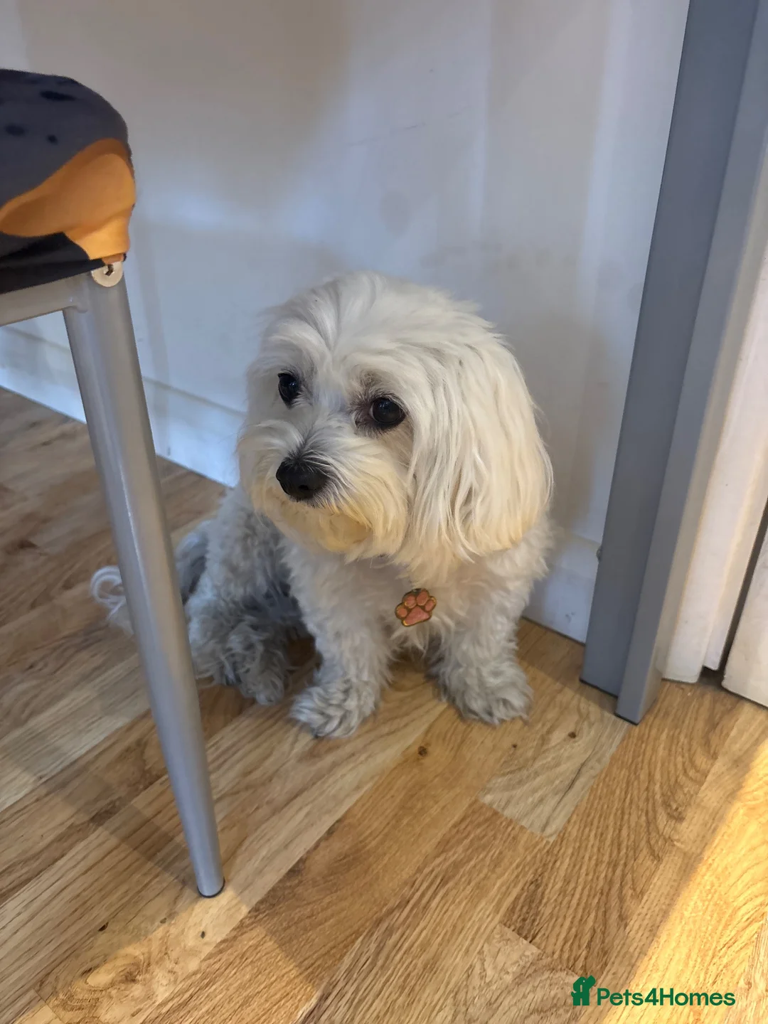 Bichon Frise dogs for sale: Meet our two little bundles of joy! - Advert 1