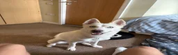 Siberian Husky dogs for sale: Blue  in Tidworth - Advert 3