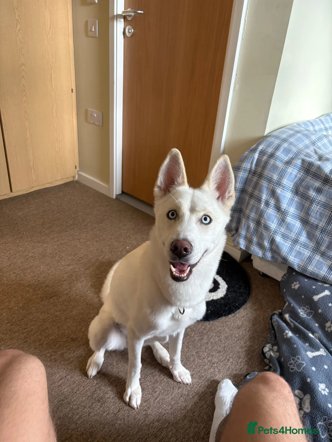 Siberian Husky dogs for sale: Blue  in Tidworth - Advert 3