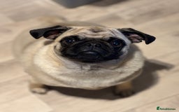 Puggle dogs for sale: Maya pug  - Image 6