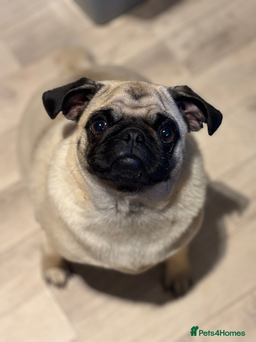 Puggle dogs for sale: Maya pug  - Image 6