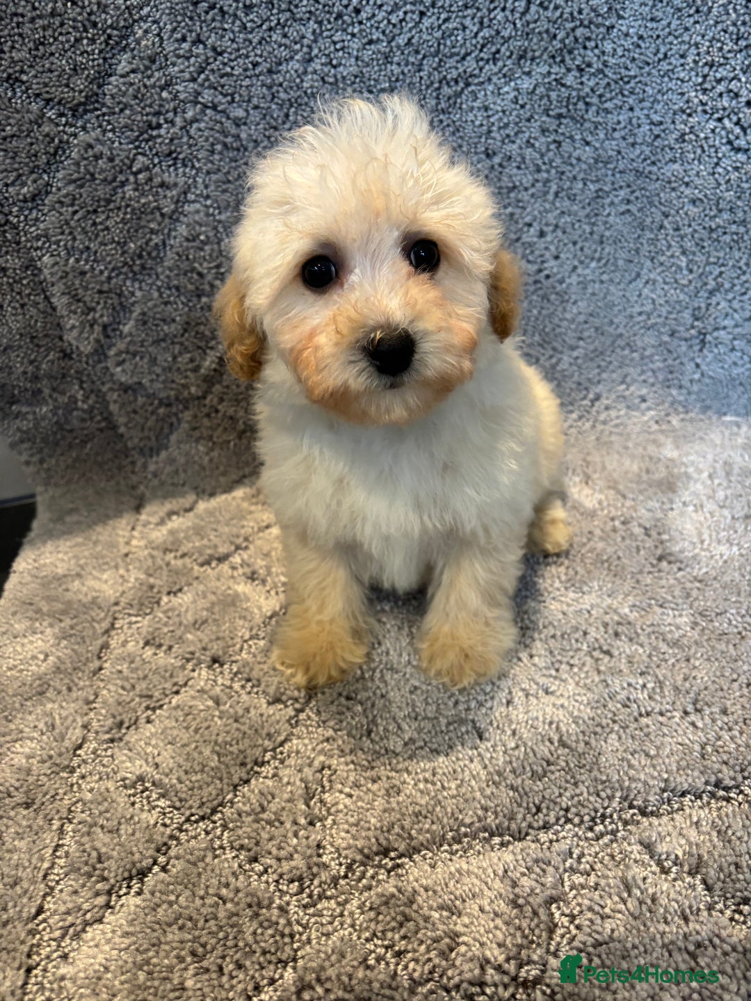Poochon dogs for sale: Beautiful f1 poochon puppys READY NOW!!! - Advert 4