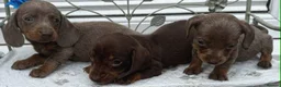 Dachshund dogs for sale: Ready to leave Daschund puppies🐶💙 - Advert 7