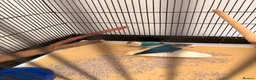 Lovebirds birds for sale: Two bonded Beautiful LoveBirds need forever home - Advert 4