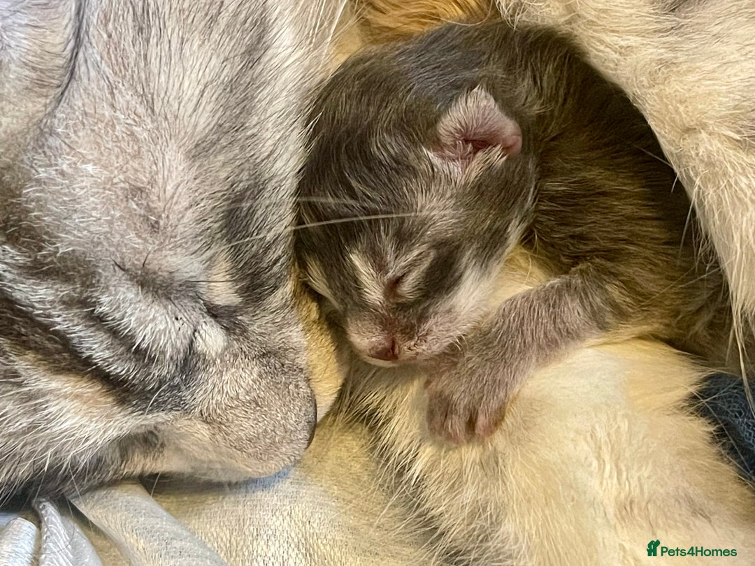 Maine Coon cats for sale: 🐾💛5 Sweet Maine Coons looking for forever home💛 - Advert 15