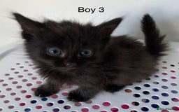 Mixed Breed cats for sale: 💚 3 male  💜 2 female  - Image 17