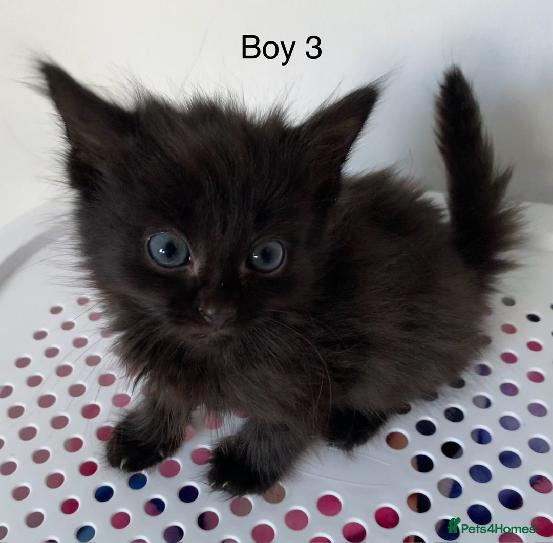 Mixed Breed cats for sale: 💚 3 male  💜 2 female  - Image 17