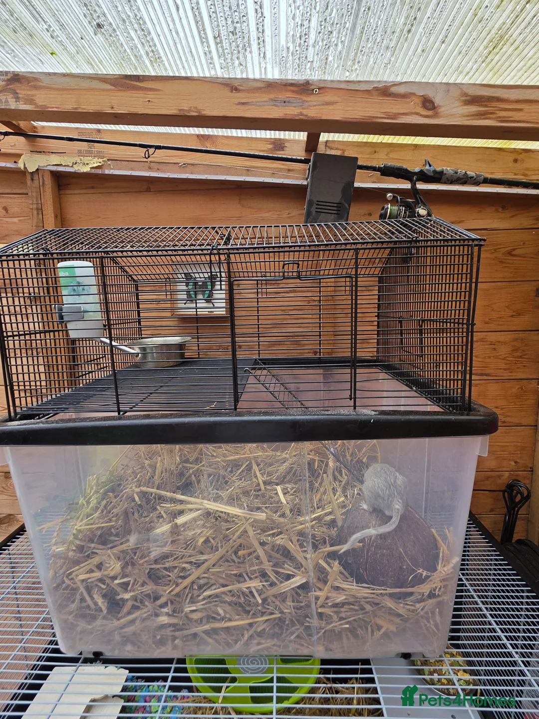 Gerbil rodents for sale: Male Gerbil and Cage - Advert 3