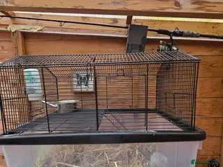 Gerbil rodents Male Gerbil and Cage - Advert 4