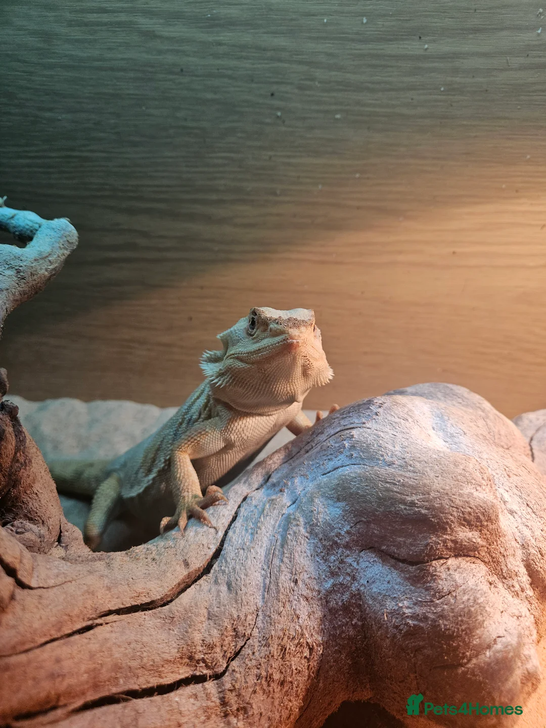 Bearded Dragon reptiles for sale: 8 month old leather back bearded dragon - Advert 4