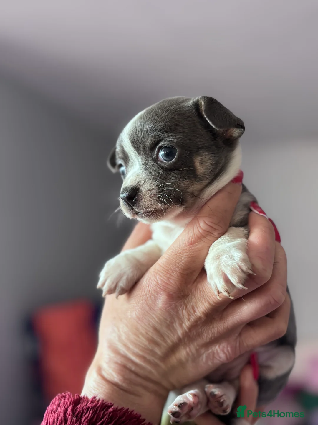 Jack Chi dogs for sale: 3/4 chihuahua 1/4 jack  in Leigh-on-Sea - Advert 4