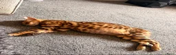 Bengal cats for sale: 2 stunning tica active male kittens. Ready to go - Advert 7