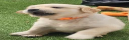 Golden Retriever dogs for sale: Cream and golden retriever puppies in Bristol - Advert 25