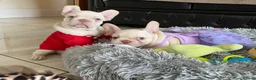 French Bulldog dogs for sale: FRENCH BULLDOGS, MERLE, ROJO, ISABELLA NEWSHADE. - Advert 13