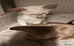 Oriental cats for sale: Full Pedigree Oriental 6 Kittens XL size ears GCCF - Image 9