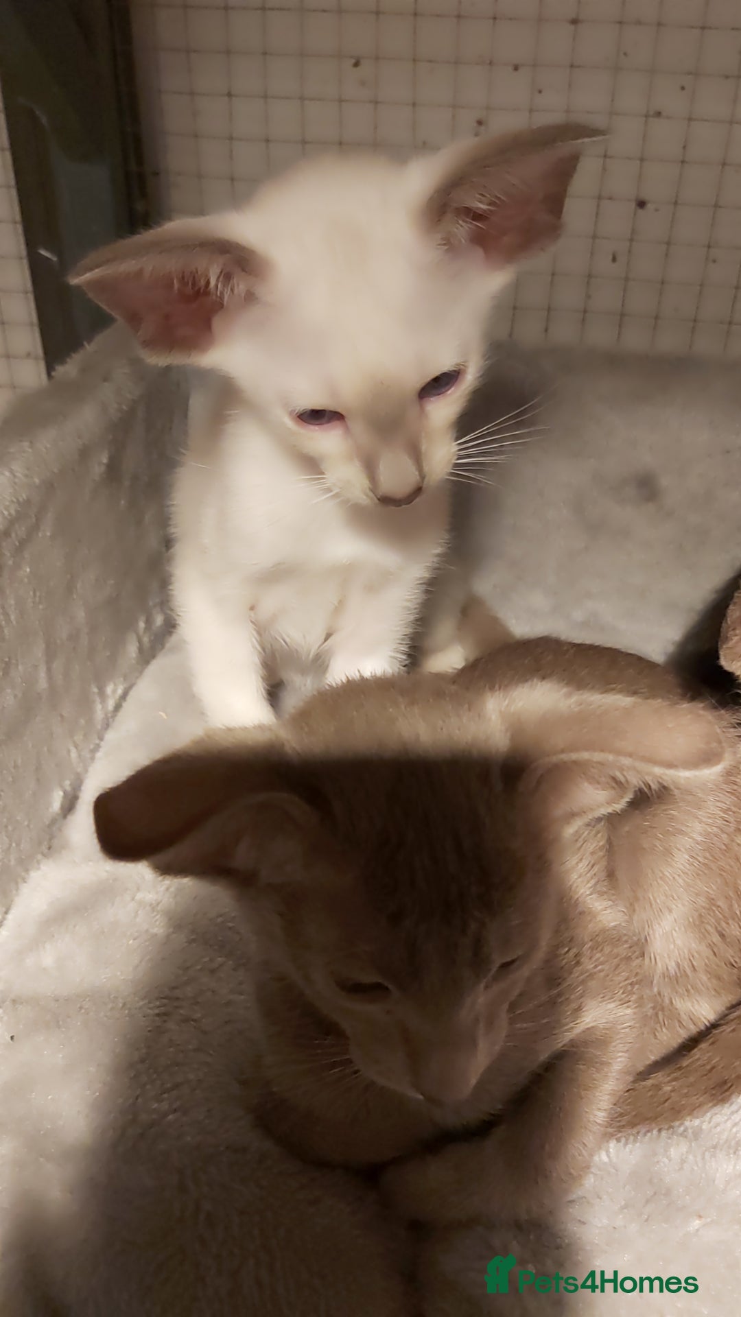 Oriental cats for sale: Full Pedigree Oriental 6 Kittens XL size ears GCCF - Image 9