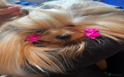 Yorkshire Terrier dogs for sale: KC registered champion blood puppies  - Image 16