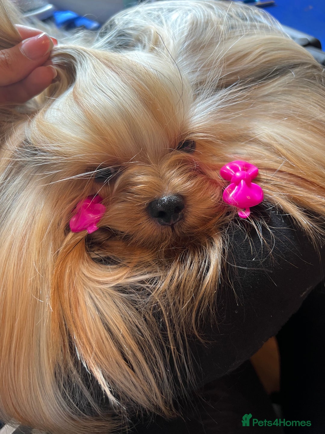 Yorkshire Terrier dogs for sale: KC registered champion blood puppies  - Image 16