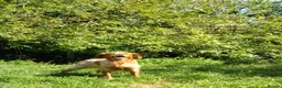 Brittany Spaniel dogs for adoption: Uriel in Alfreton - Advert 3