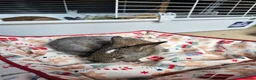 Netherland Dwarf rabbits for sale: Baby bunny - Advert 19