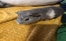 Guinea Pig rodents for sale: 2 male guinea pigs  - Image 1