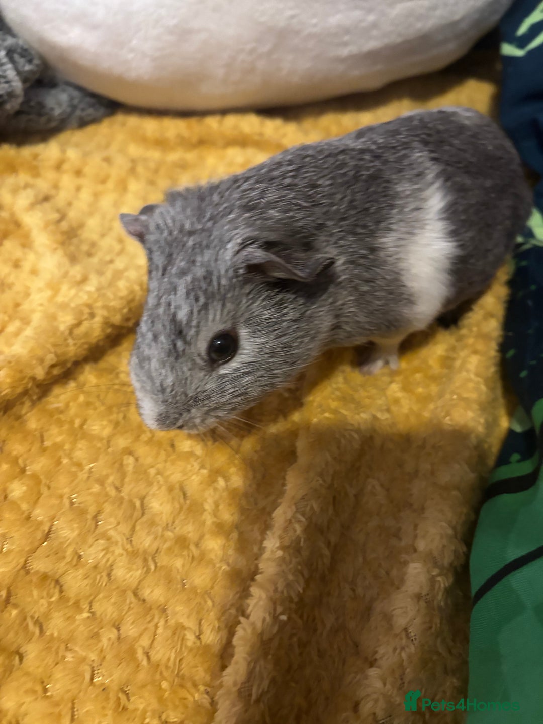 Guinea Pig rodents for sale: 2 male guinea pigs  - Image 1