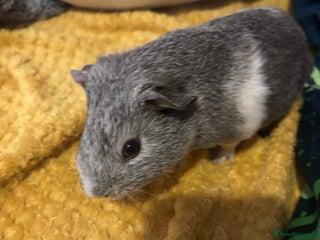 Guinea Pig rodents - Advert 2