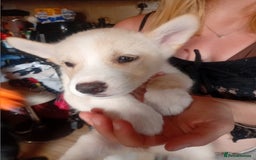 Mixed Breed dogs for sale: Alaskan malamute cross collies puppy's  - Image 1