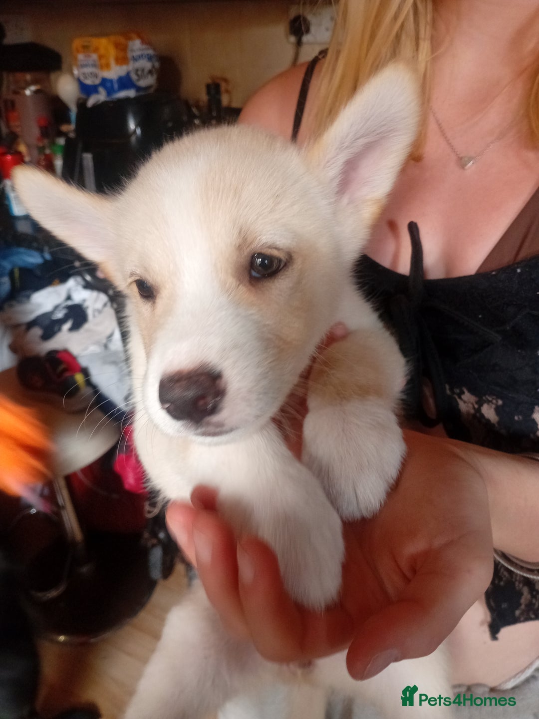 Mixed Breed dogs for sale: Alaskan malamute cross collies puppy's  - Image 1