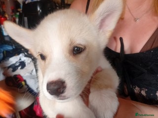 Mixed Breed dogs - Advert 31