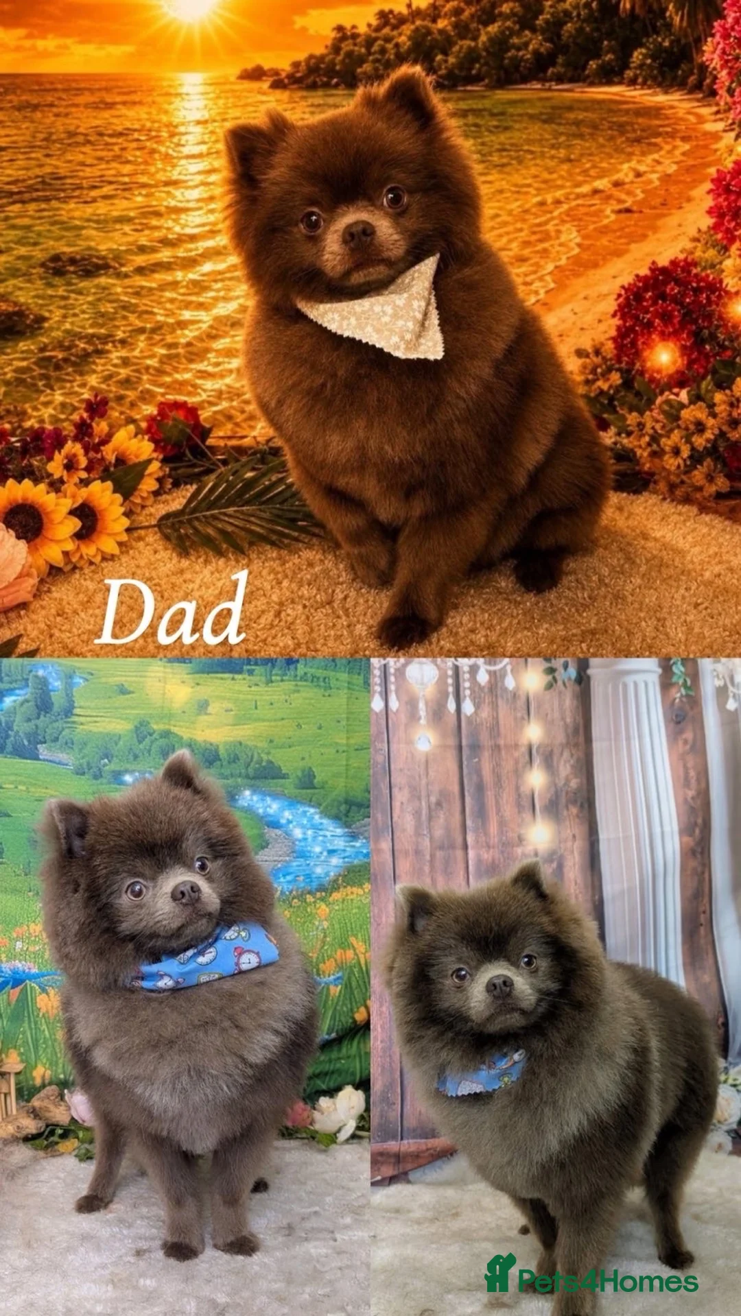Pomeranian dogs for sale: 5 ⭐️ Pom puppies  in Leeds - Advert 7